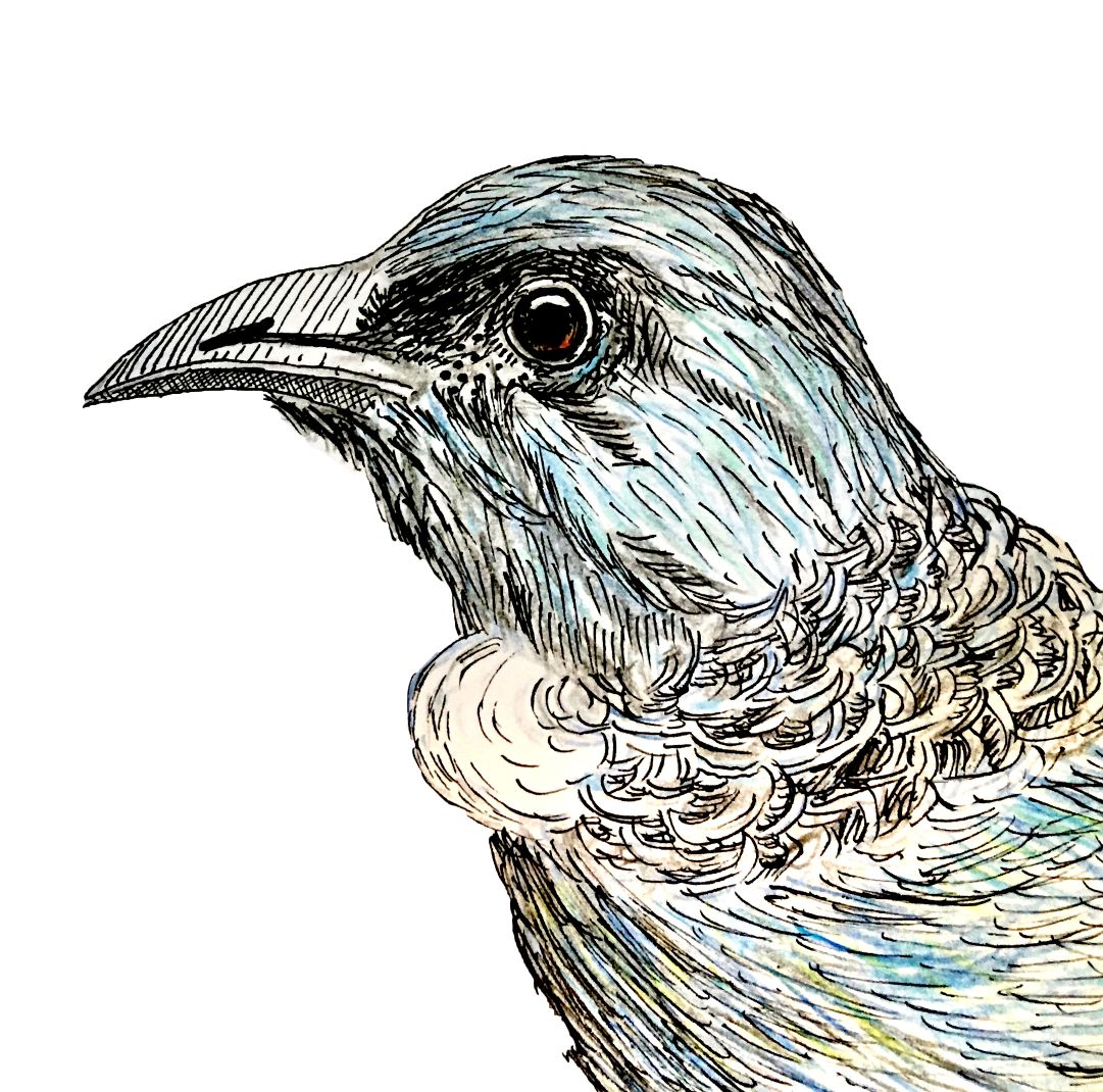 New Zealand Tui bird